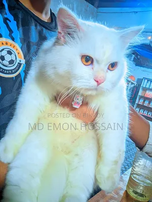 1+ Year Male Purebred Persian