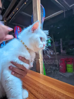 1+ Year Male Purebred Persian