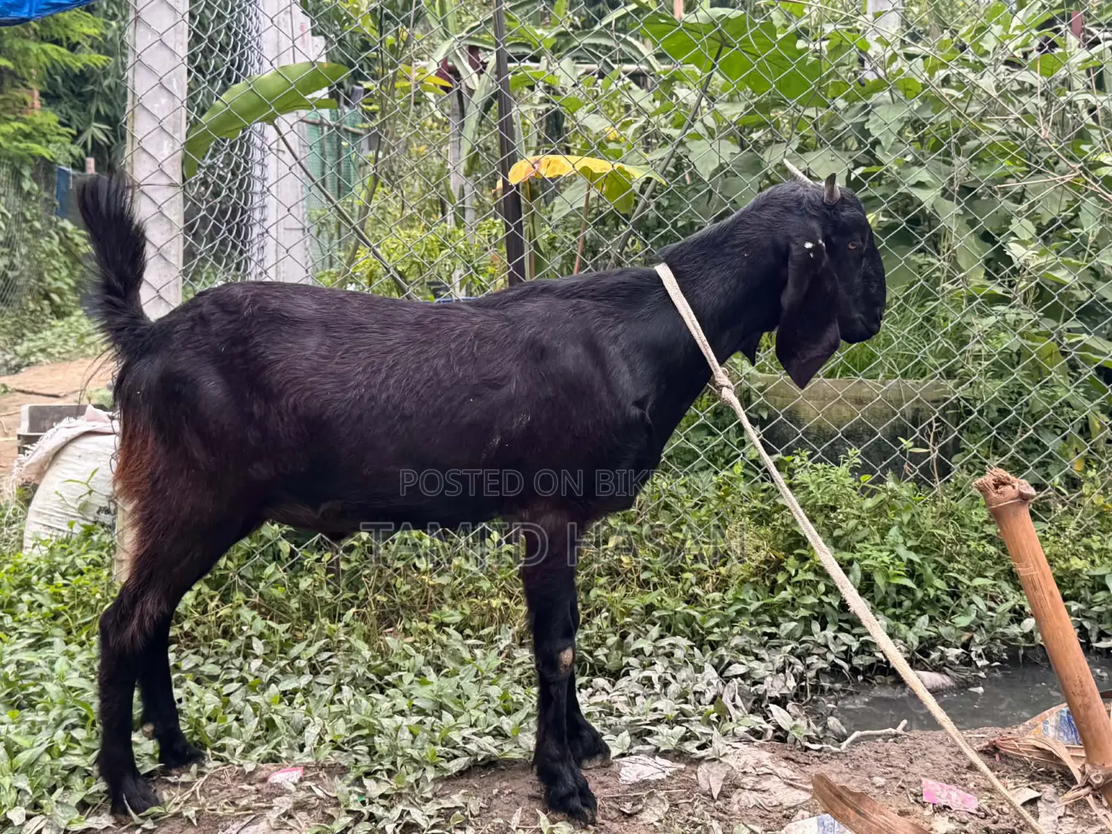 কুরবানির খাসি