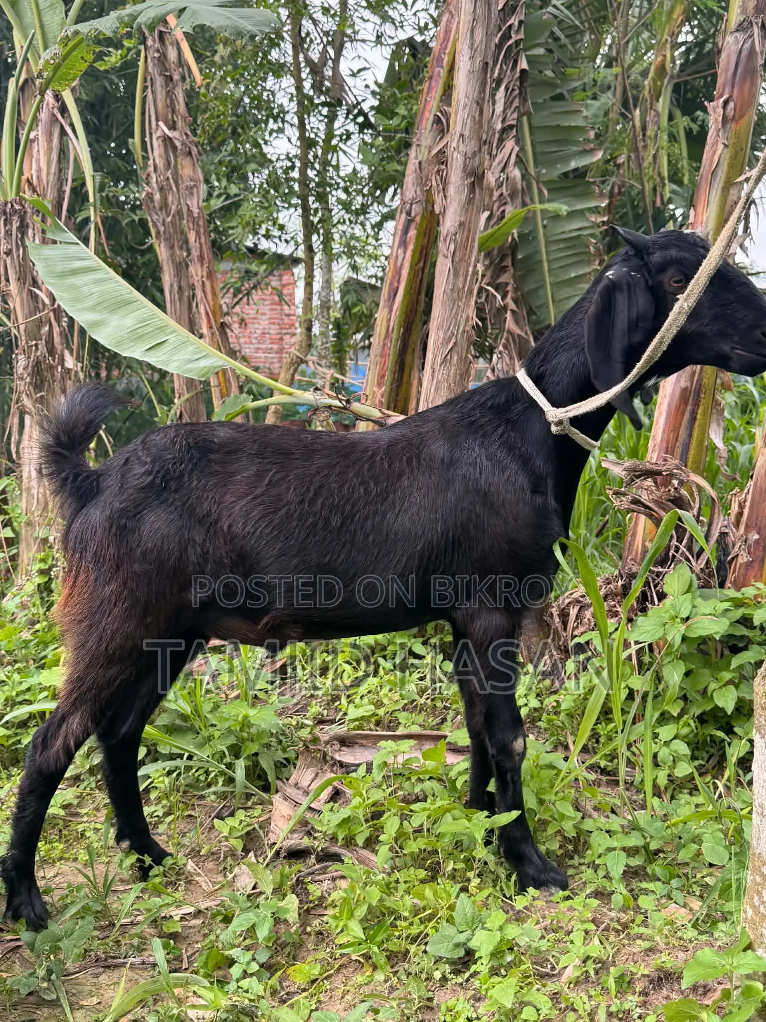 কুরবানির খাসি
