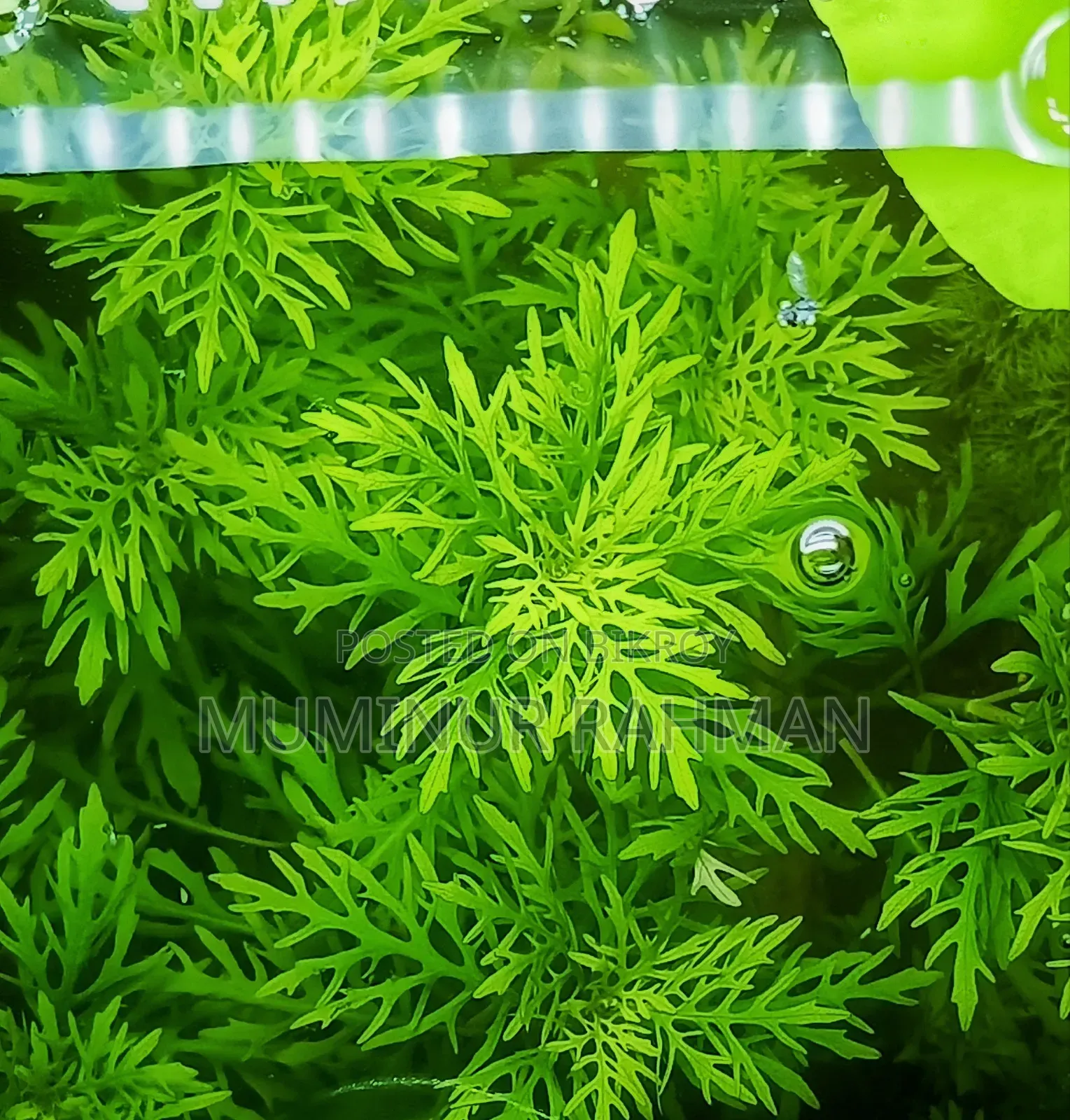 Aquarium Plant Difformis