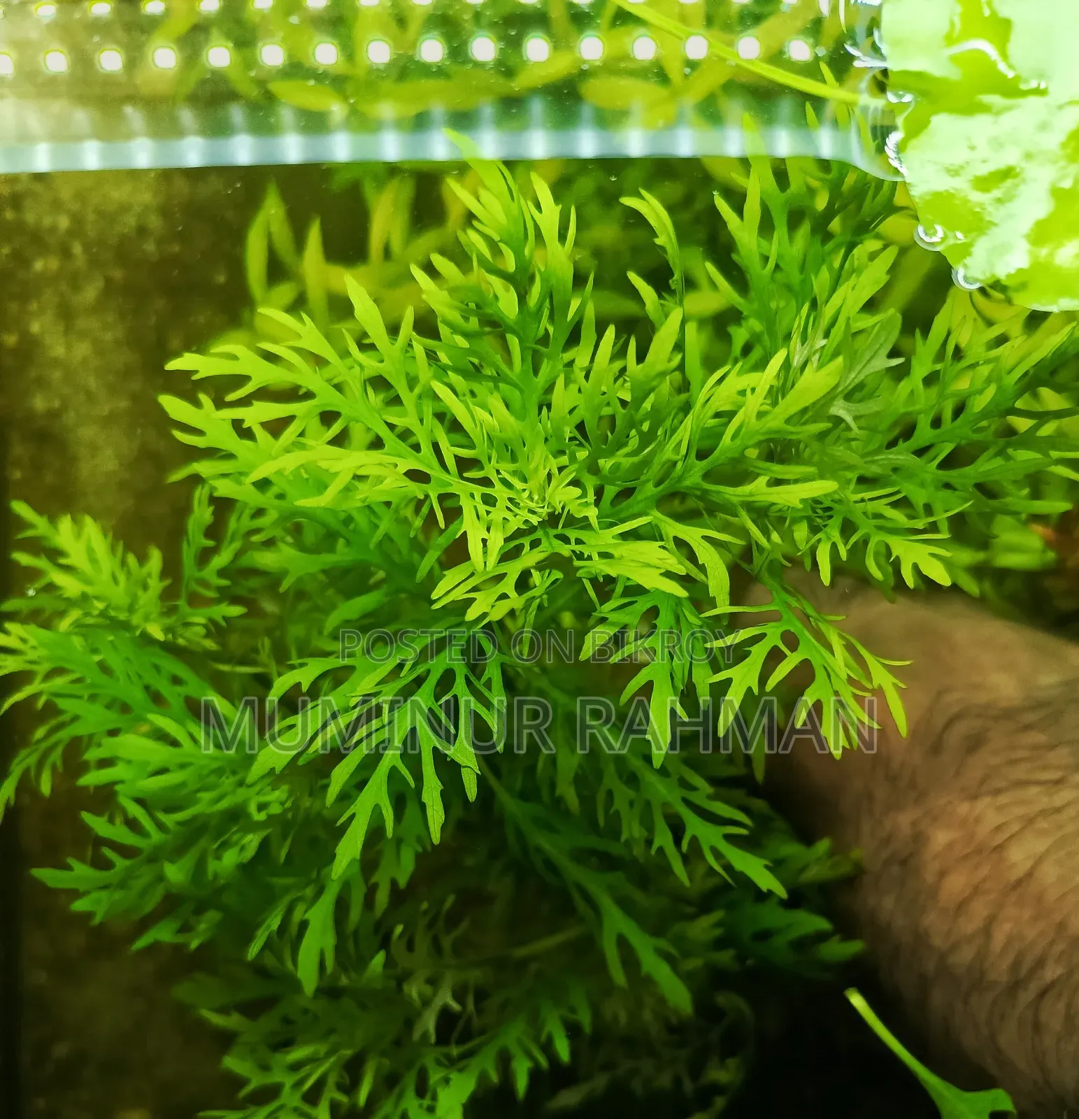 Aquarium Plant Difformis