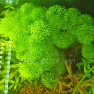 Aquarium Plant Ambulia