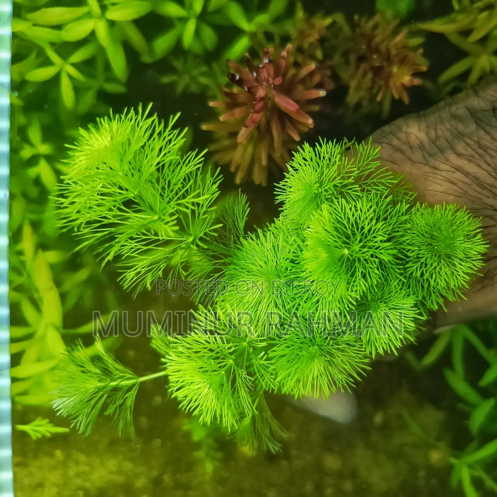 Aquarium Plant Ambulia