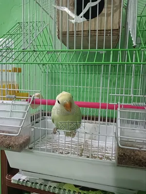 Tame Love Bird