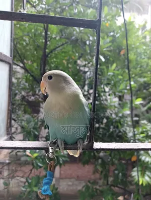 Tame Love Bird