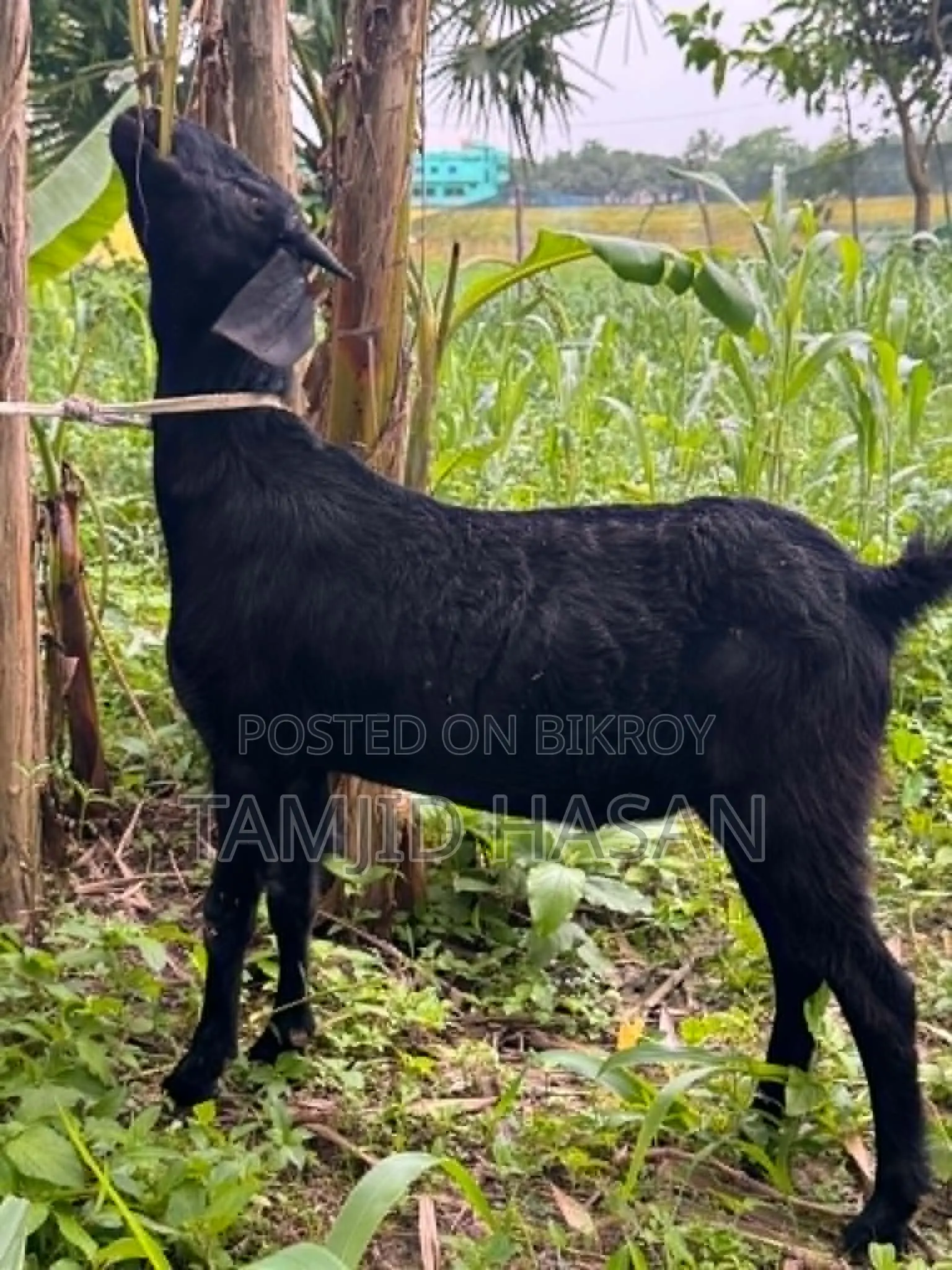 Excellent Black Goat for Qurbani
