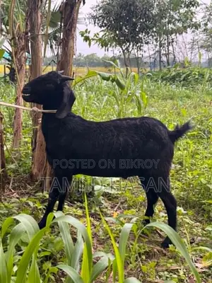 Excellent Black Goat for Qurbani