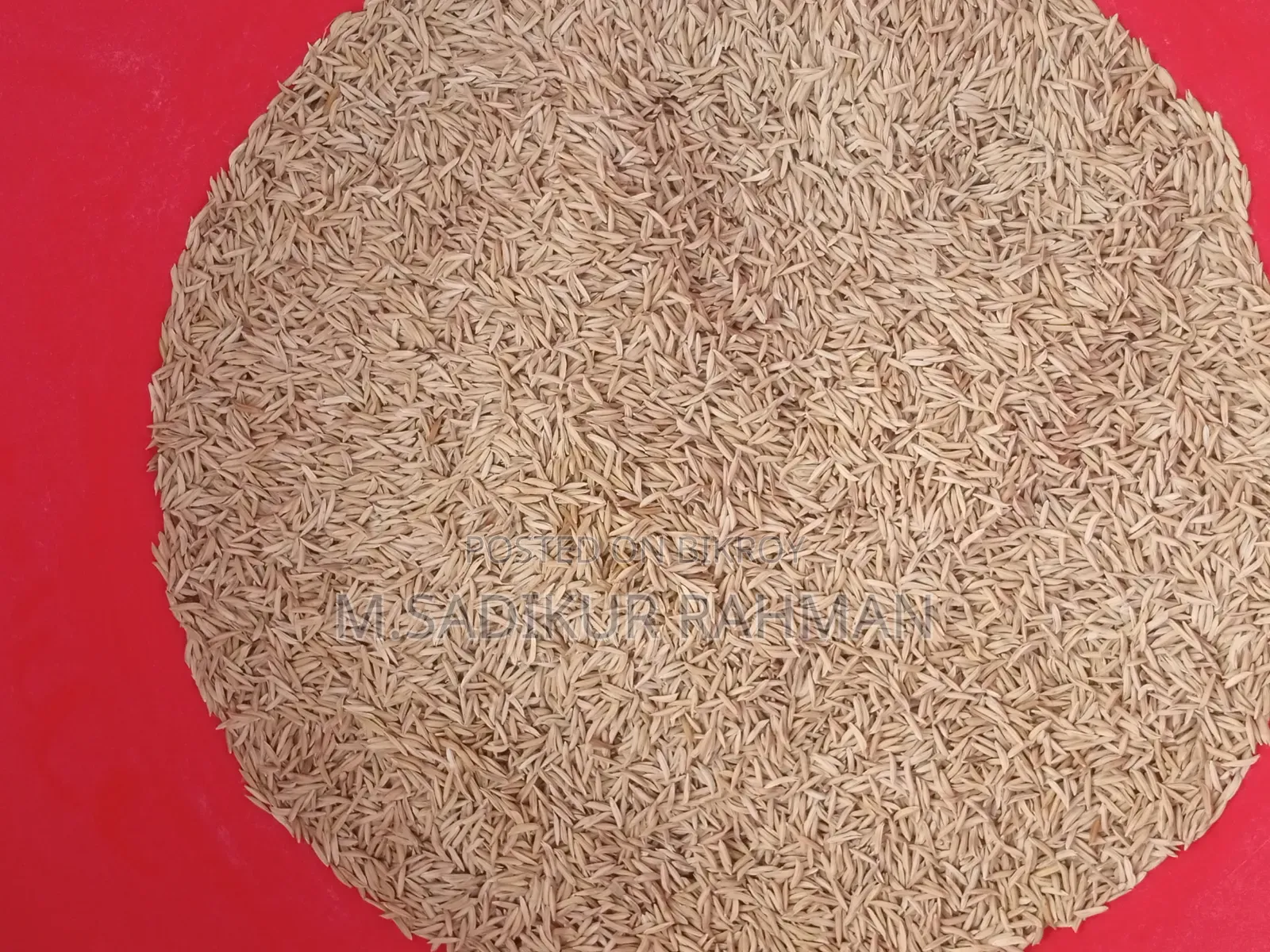 Bird Food (Basmati Paddy)