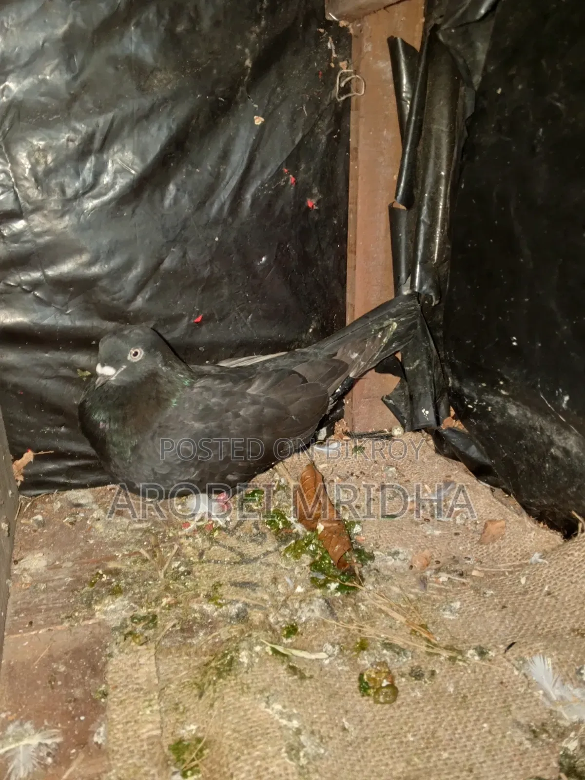 Kalajak Pigeon with Small Beak and White Eyes