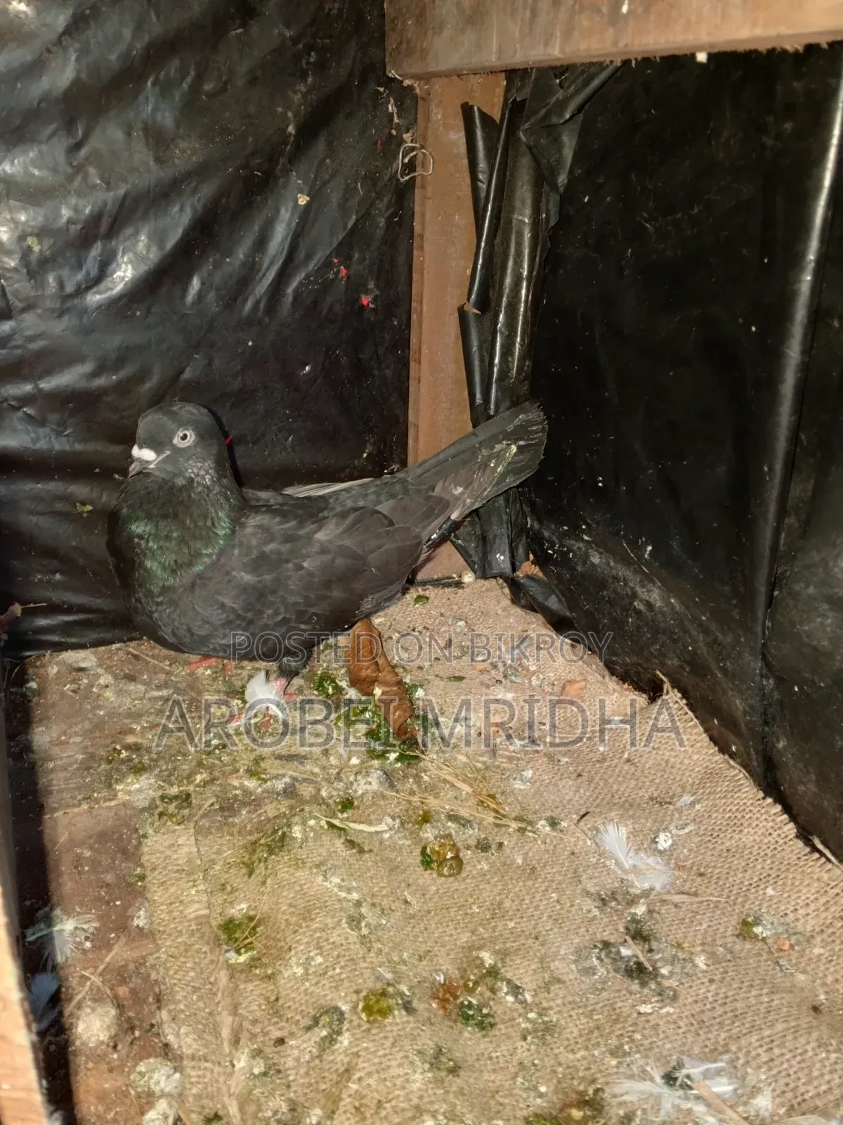 Kalajak Pigeon with Small Beak and White Eyes