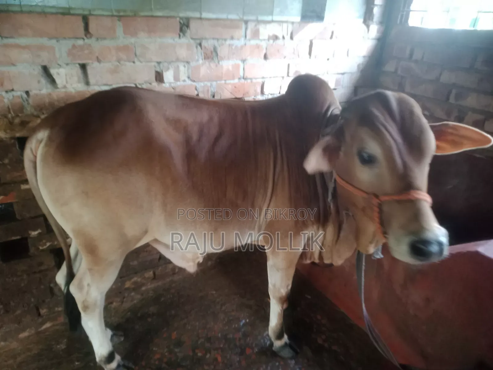দেশি গরু বিক্রি করা হবে