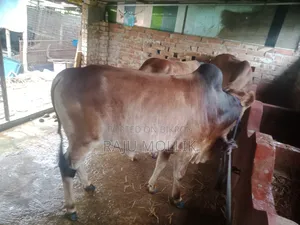 দেশি গরু বিক্রি করা হবে