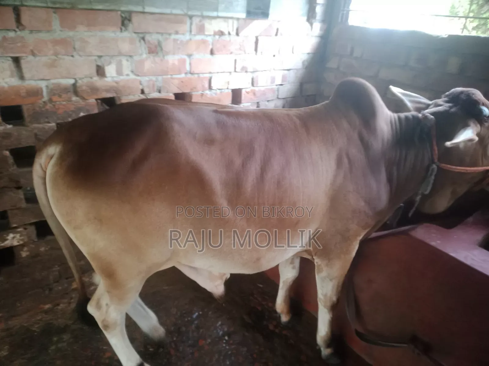 দেশি গরু বিক্রি করা হবে