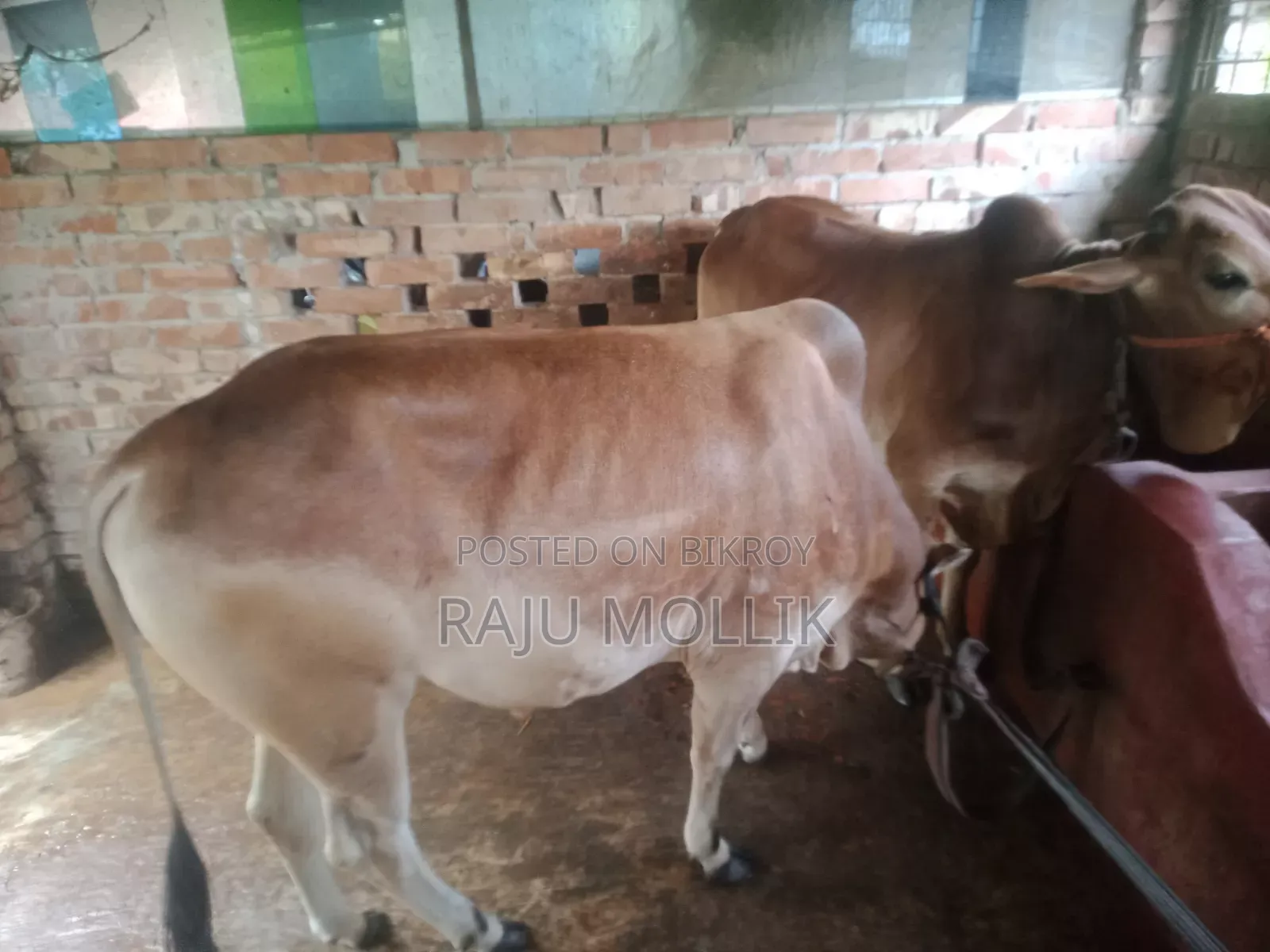 দেশি গরু বিক্রি করা হবে