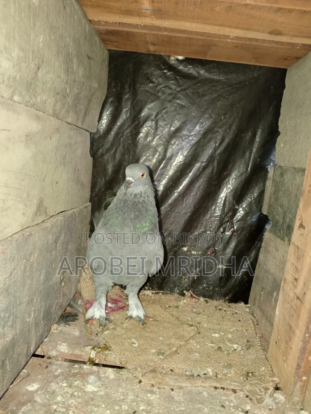 একটা জালালি কালার পায়রা বিক্রি হবে পায় মুজা আছে