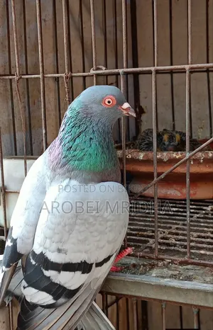 একটা জালালি কালার পায়রা বিক্রি হবে পায় মুজা আছে