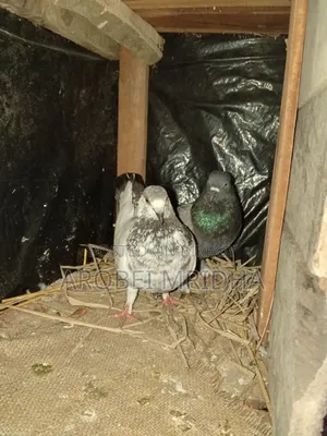 Pair of Bengali Pigeons for Sale - Ready to Lay Eggs