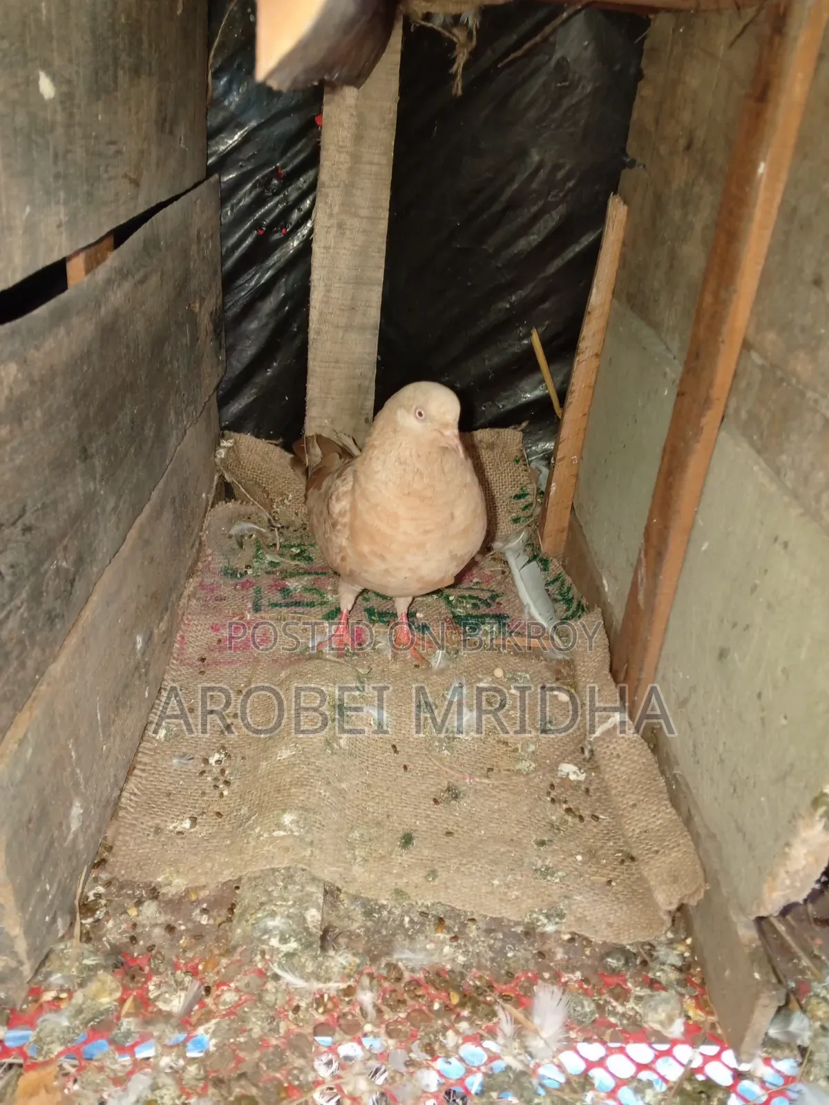 Ghiya Pairi for Sale