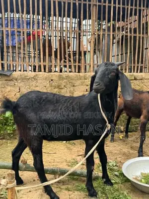 Excellent Black Goat for Qurbani