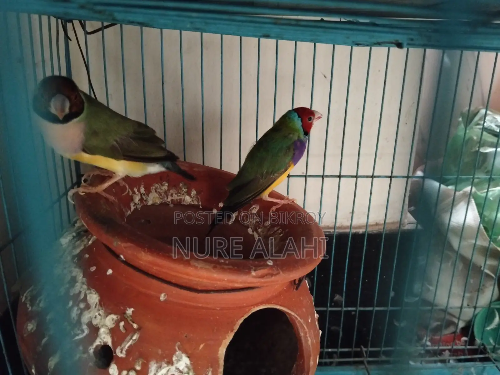 Goldian Finch