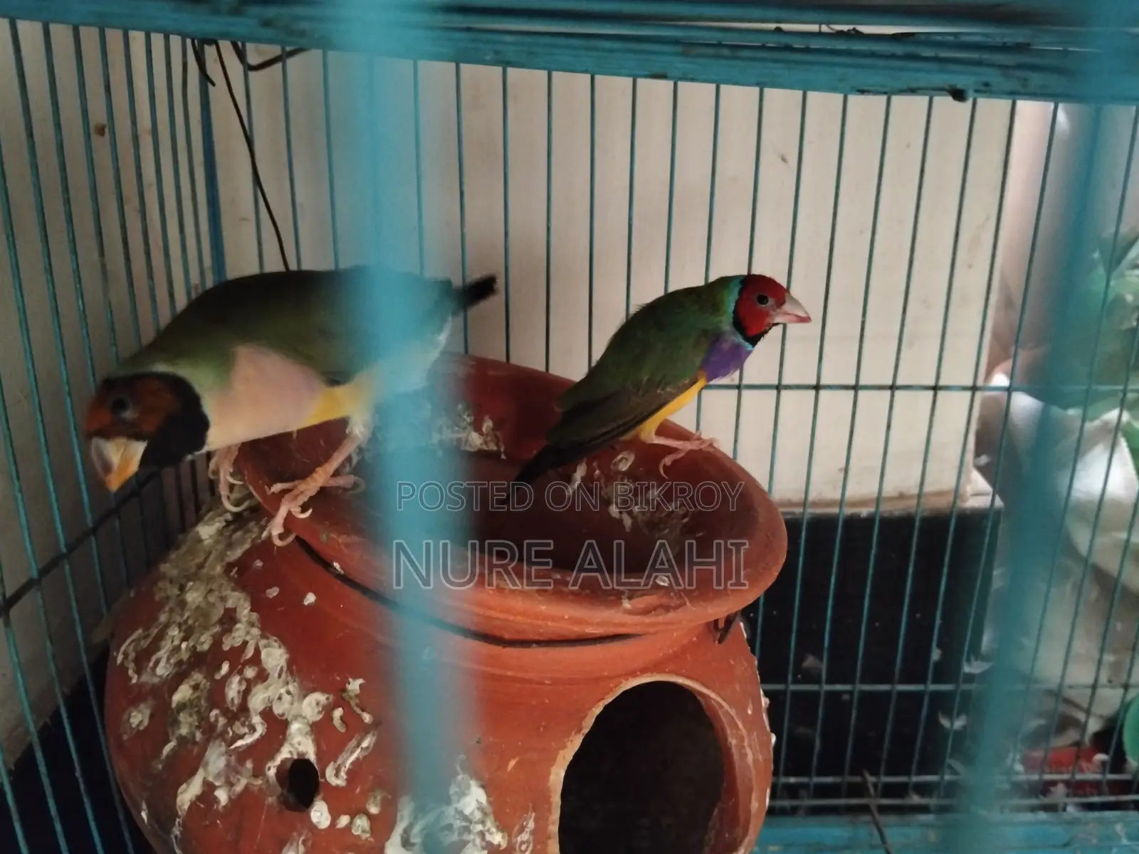 Goldian Finch