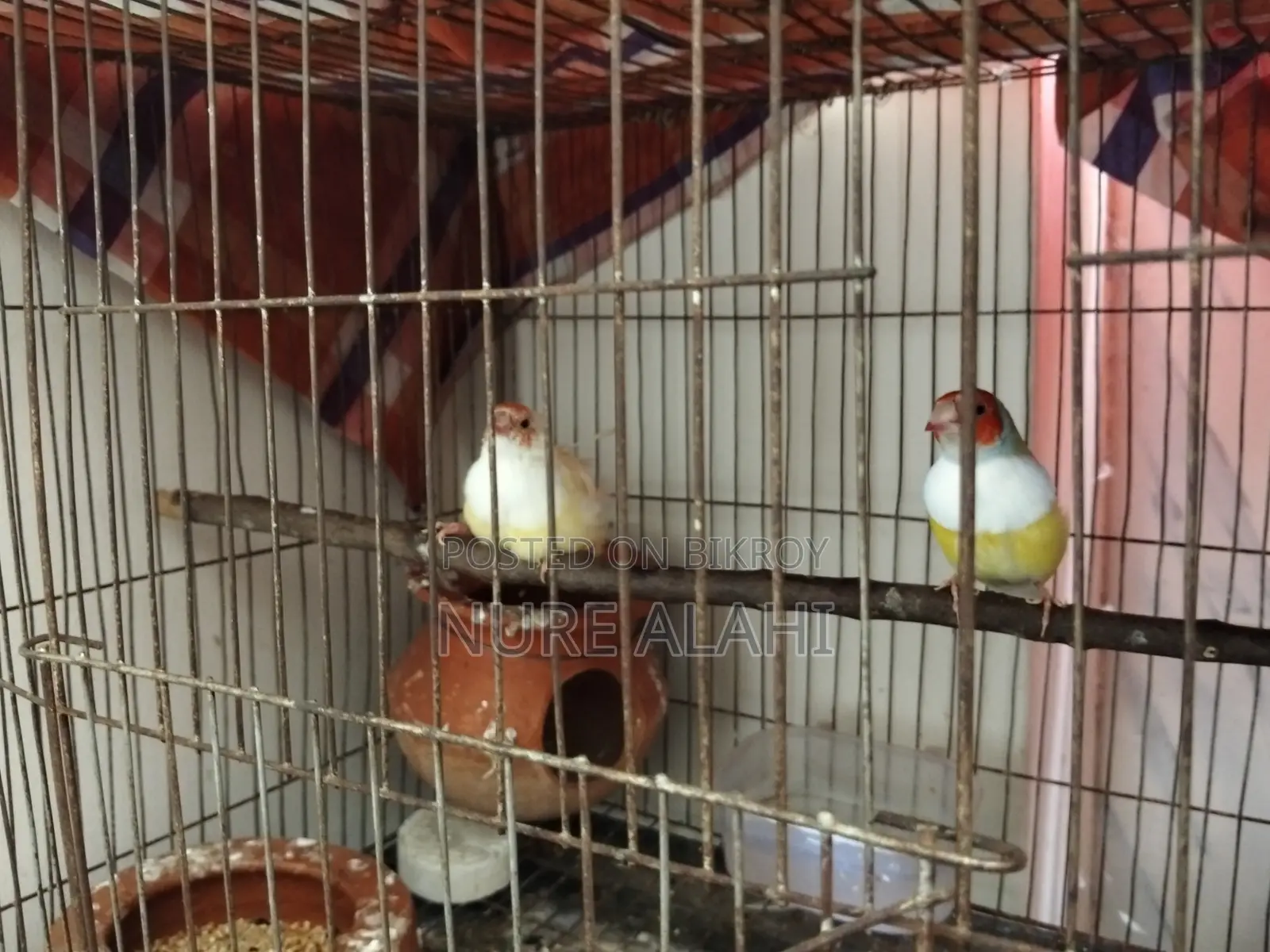 Goldian Finch