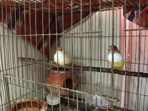 Goldian Finch