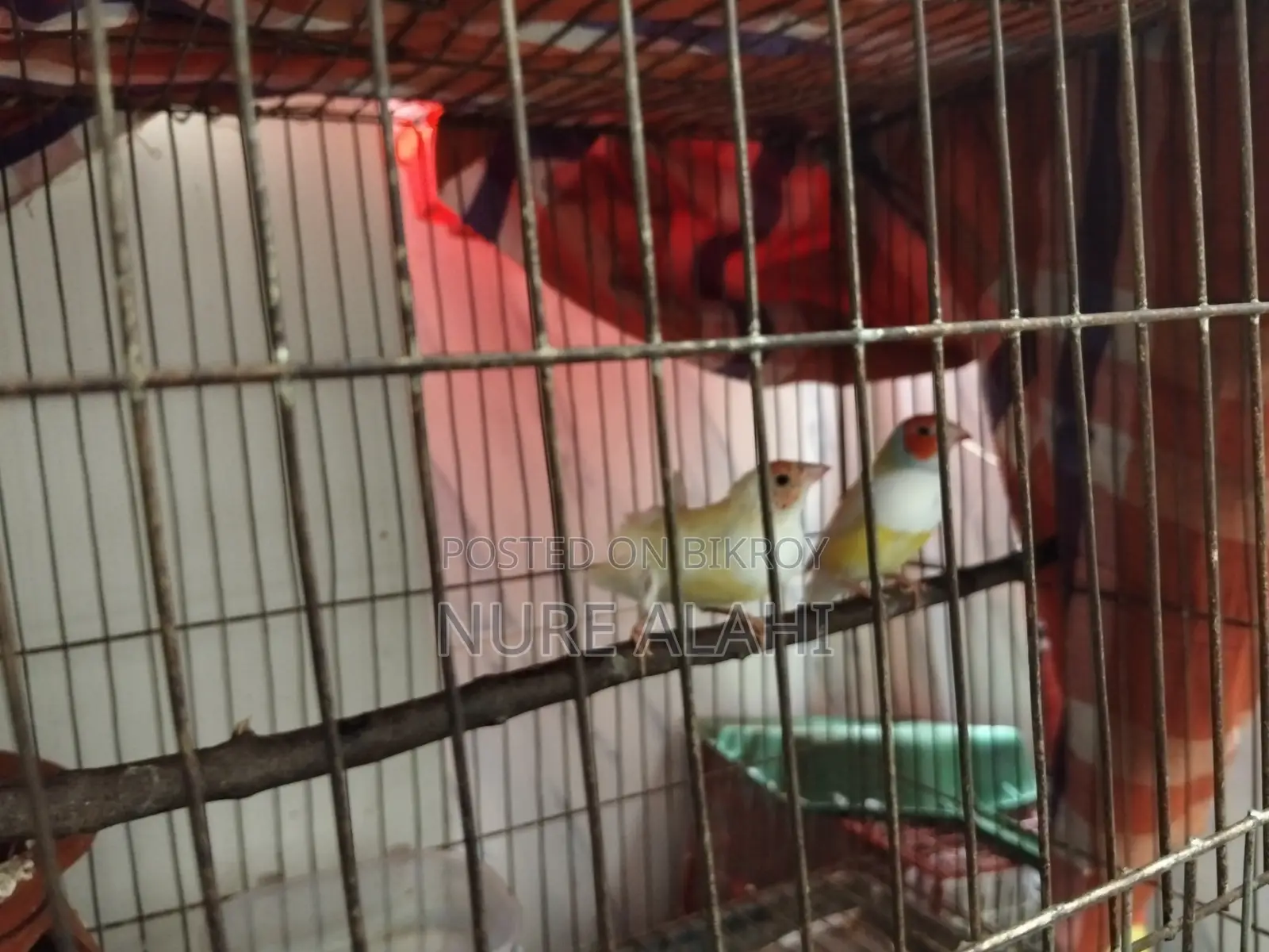 Goldian Finch