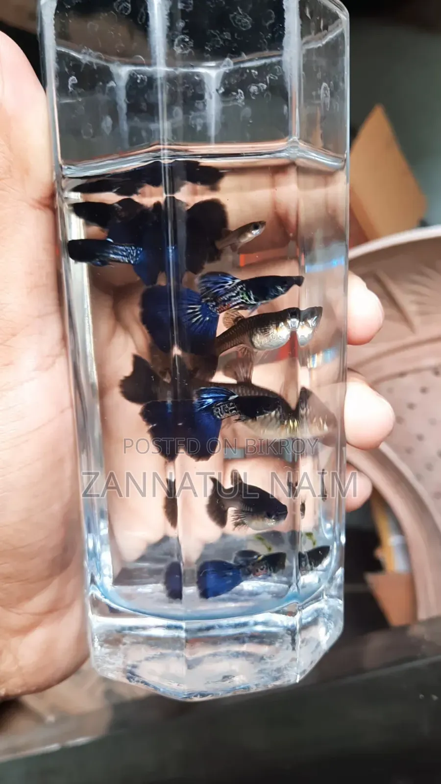 Metal Blue Guppy Adult