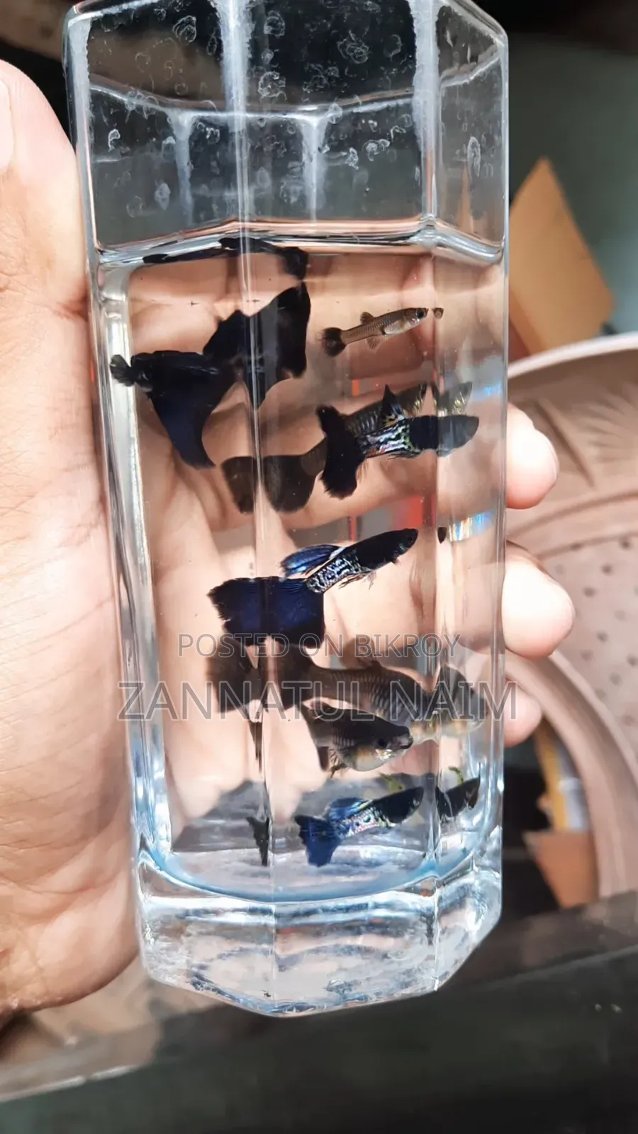 Metal Blue Guppy Adult