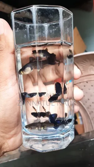 Metal Blue Guppy Adult