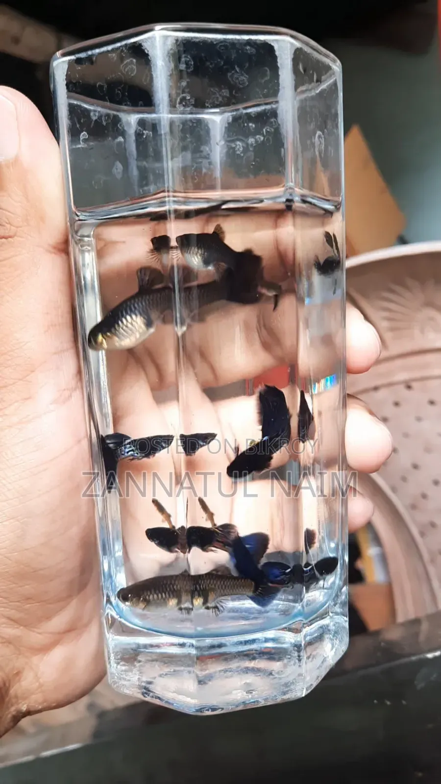 Metal Blue Guppy Adult