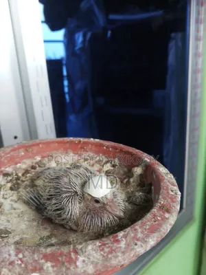 Dove bird with chicks