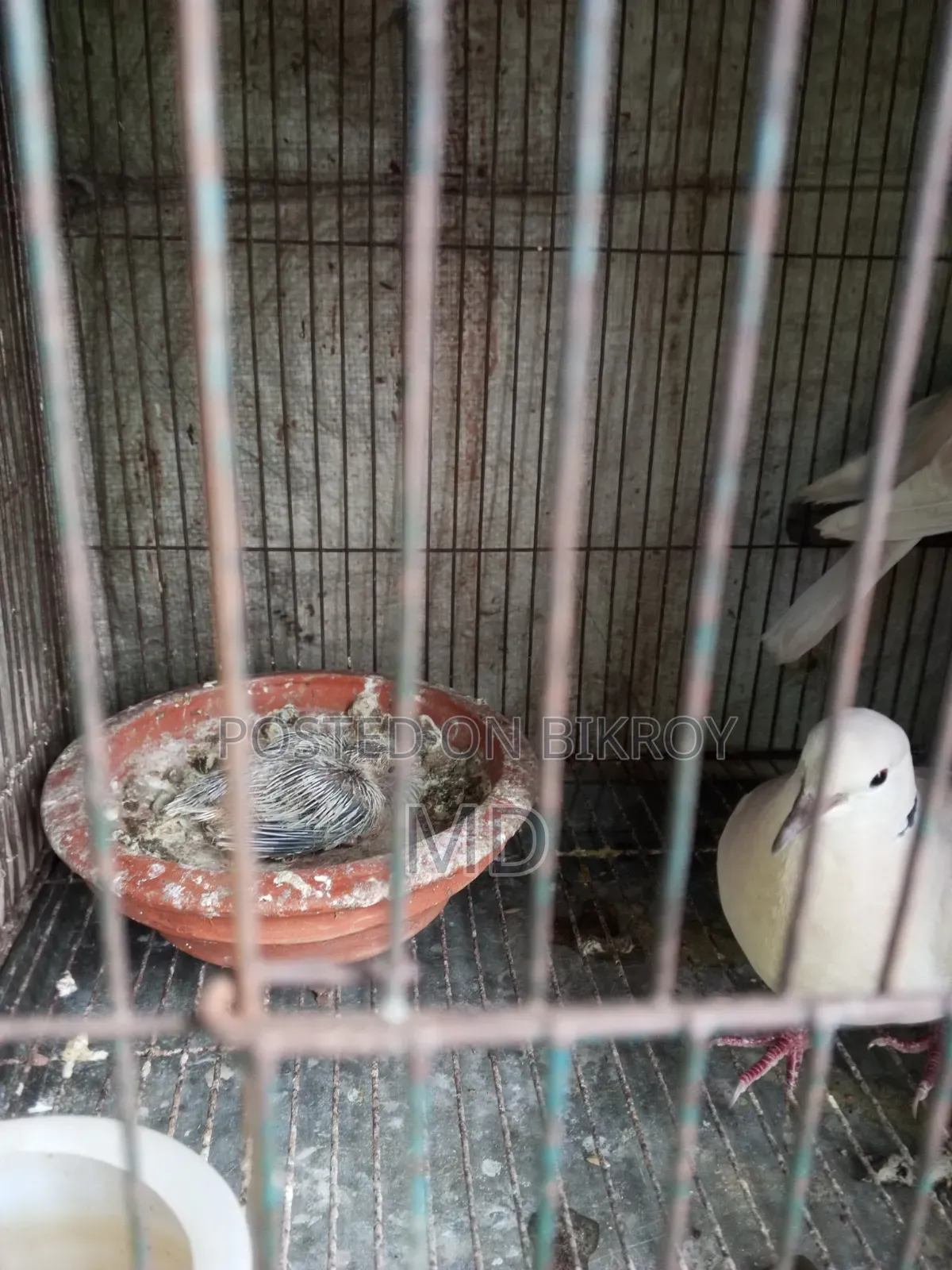 Dove bird with chicks