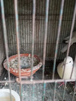 Dove bird with chicks