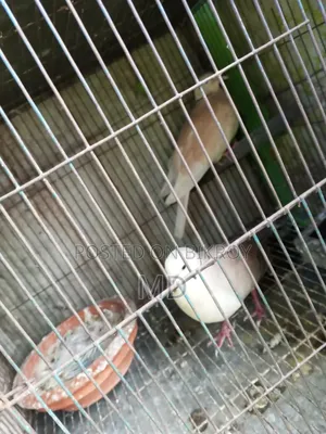 Dove bird with chicks