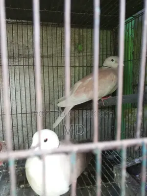 Dove bird with chicks