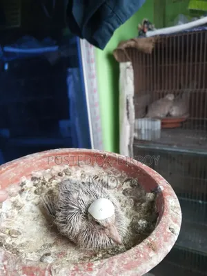 Dove bird with chicks