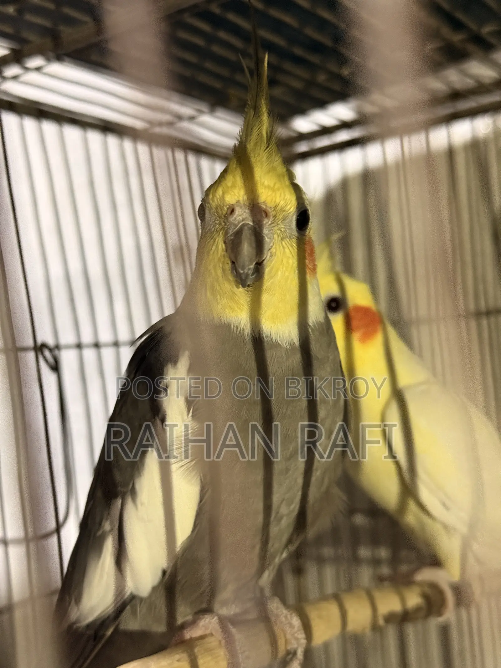 ককটেল রানিং মেল