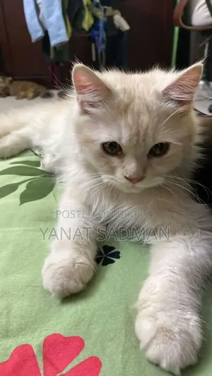 1-3 Months Male Purebred Persian