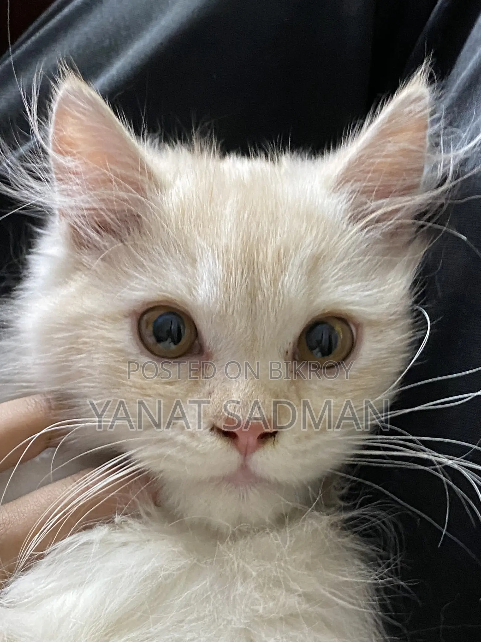 1-3 Months Male Purebred Persian