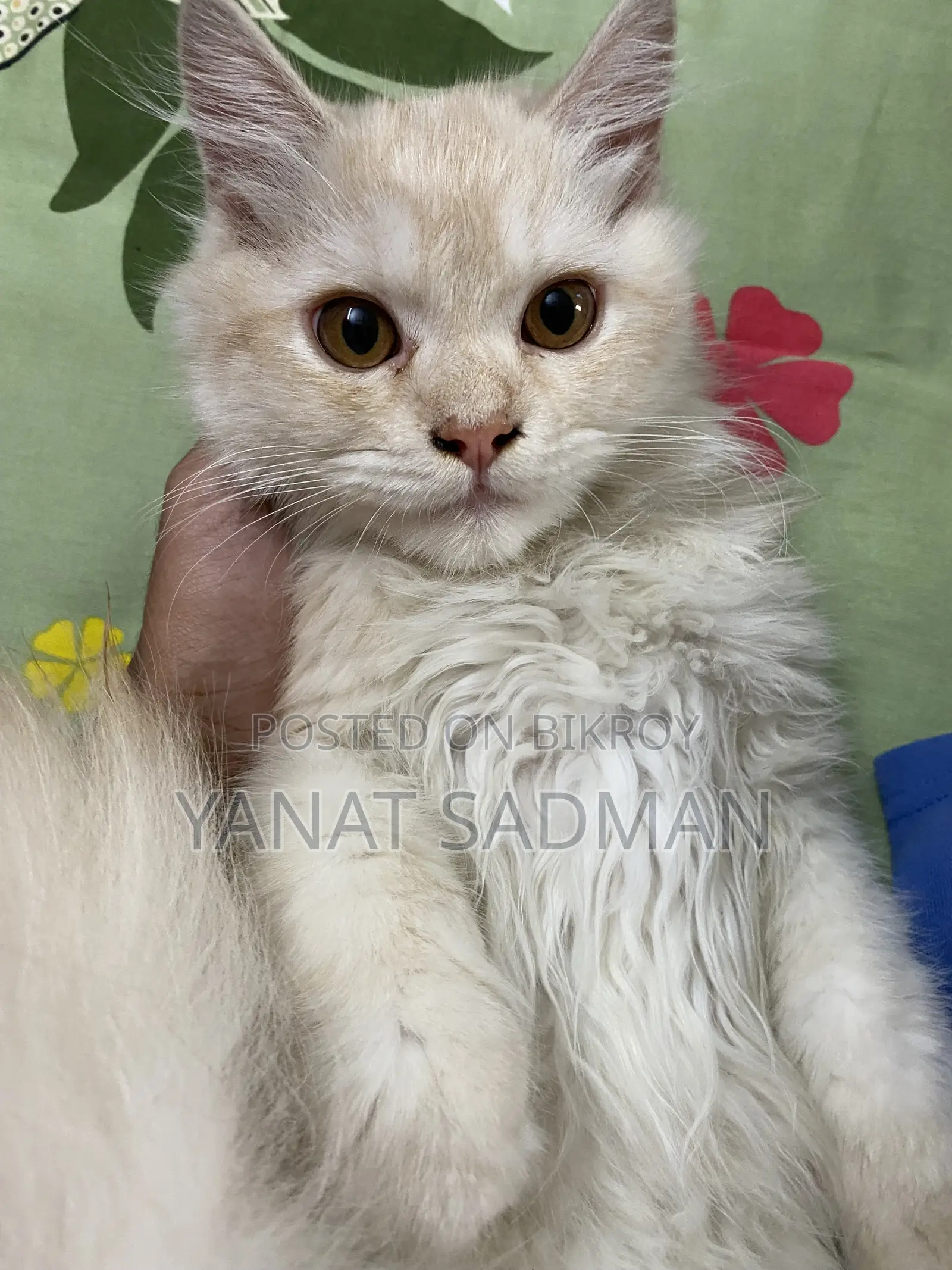 1-3 Months Male Purebred Persian
