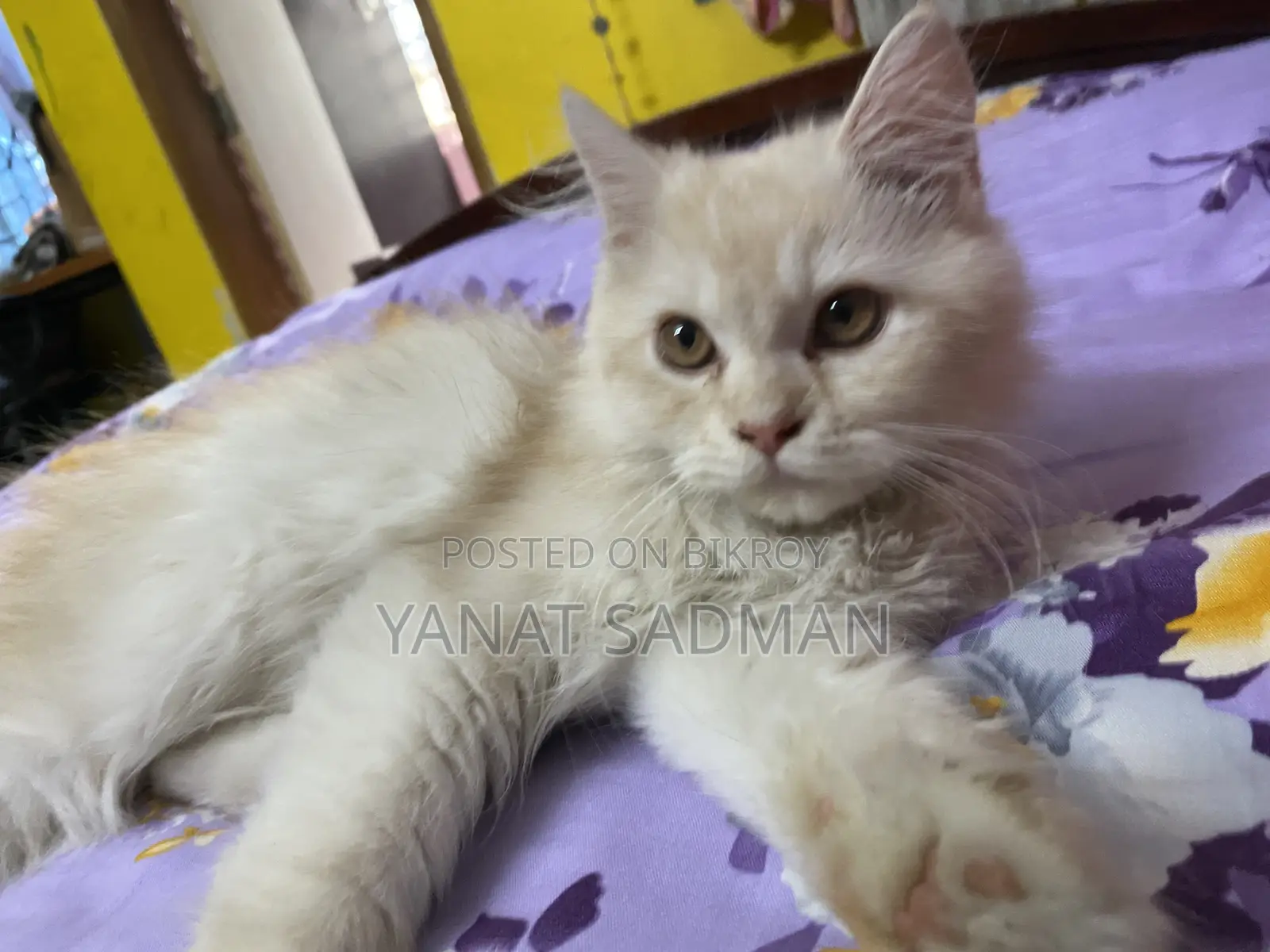 1-3 Months Male Purebred Persian