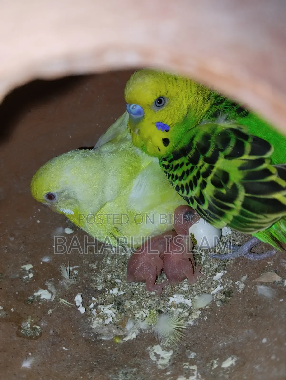 Several Budgie Birds for Sale
