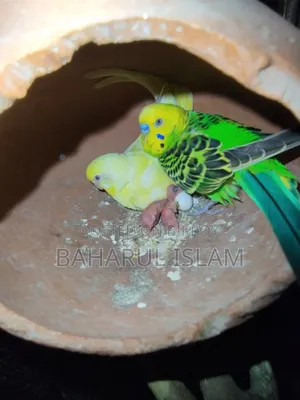 Several Budgie Birds for Sale