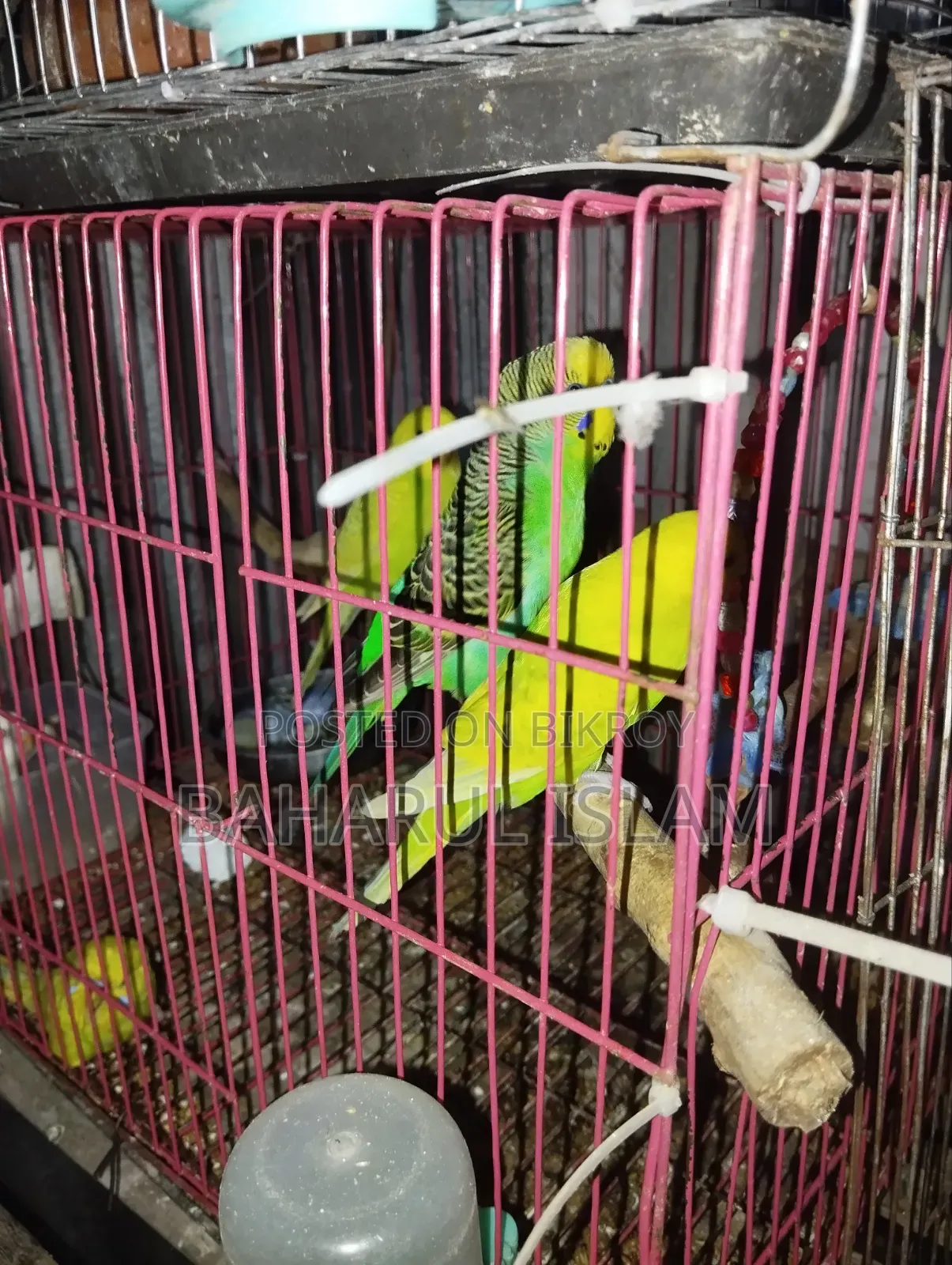 Several Budgie Birds for Sale