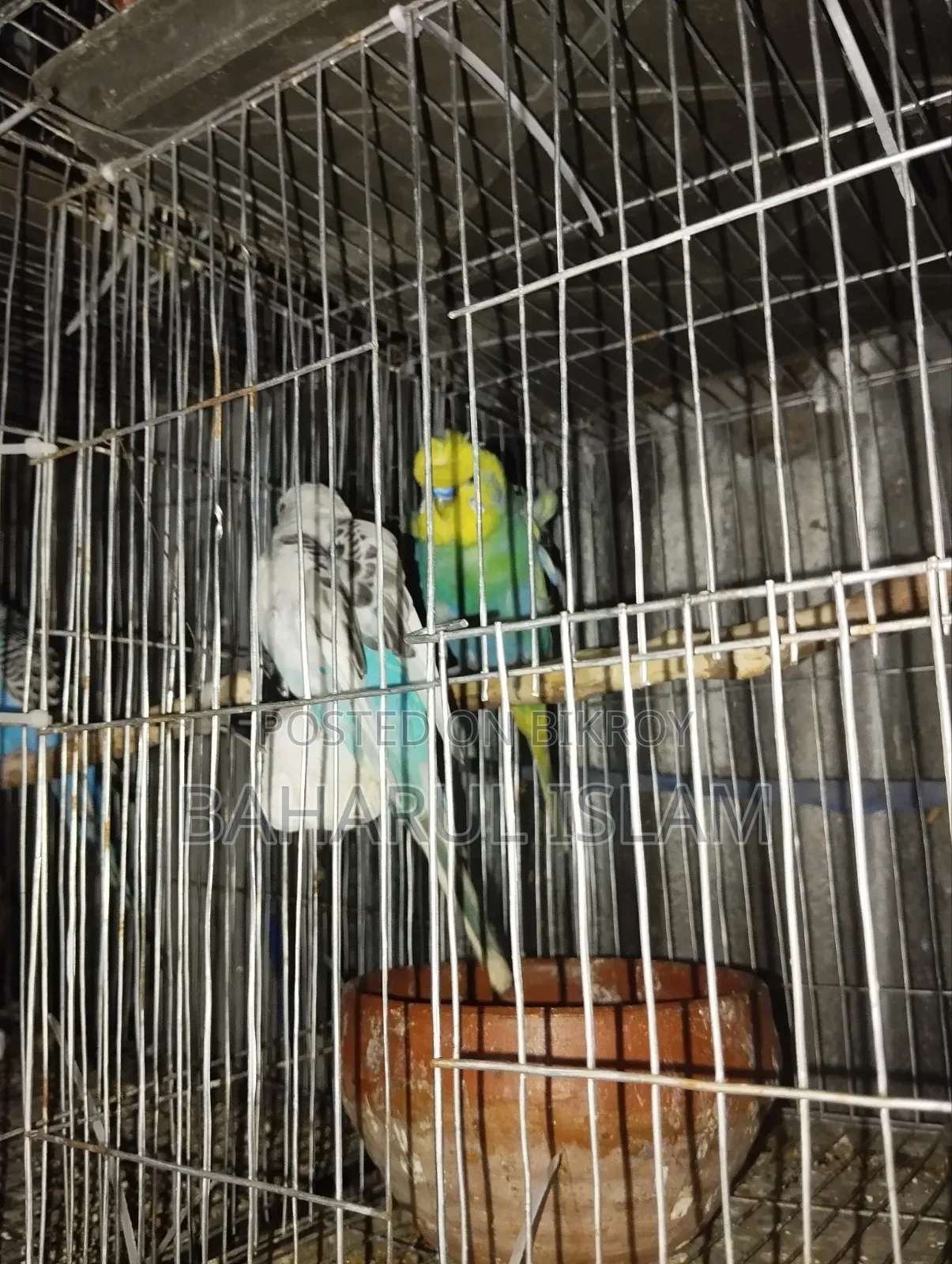 Several Budgie Birds for Sale