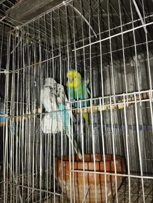 Several Budgie Birds for Sale