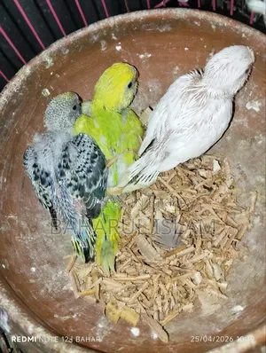 Several Budgie Birds for Sale
